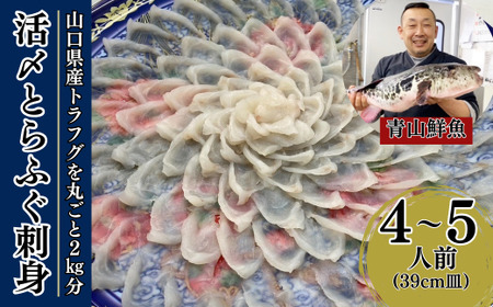 【北海道・東北・沖縄・離島配送不可／着日指定必須】2025年11月以降発送 活とらふぐ刺身 4～5人前 冷蔵 海鮮 フグフグフグ