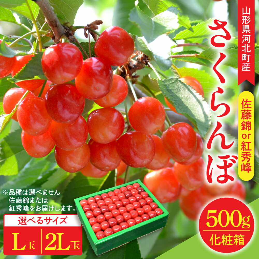 【ふるさと納税】 令和8年産 さくらんぼ 佐藤錦 500g or 紅秀峰 500g ( 選べる: L玉 / 2L玉 ) 手詰め 特秀品 ギフト 化粧箱 | フルーツ くだもの 果物 サクランボ 贈り物 ギフト 贈答 産地直送 山形県 河北町