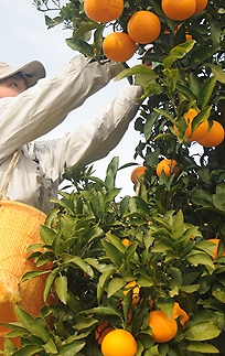 清見オレンジ 約5kg M・L・2Lサイズおまかせ 《赤秀》 和歌山県産 農園直送 まごころ産直みかん 【北海道・沖縄県・一部離島 配送不可】Mサイズ LLサイズ みかん きよみ 清見タンゴール 清美