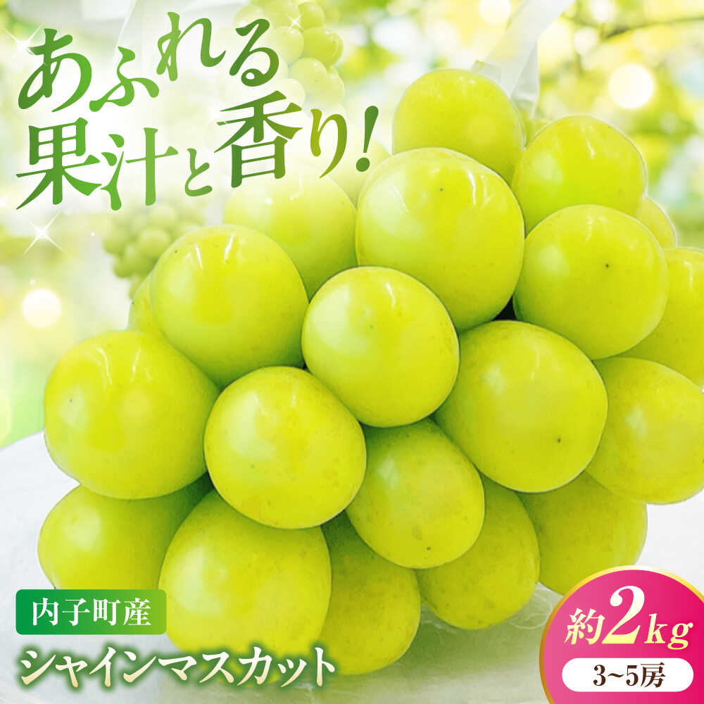 【ふるさと納税】シャインマスカット ムジ 3〜5房 約2kg ＜2026年8月下旬〜発送開始＞ ／ シャインマスカット 大人気 愛媛県 美味しい 人気 皮ごと 葡萄 ブドウ 愛媛県産 内子町産 新鮮 旬 フルーツ 果物 くだもの【株式会社フジ・アグリフーズ】 [BKAY004]