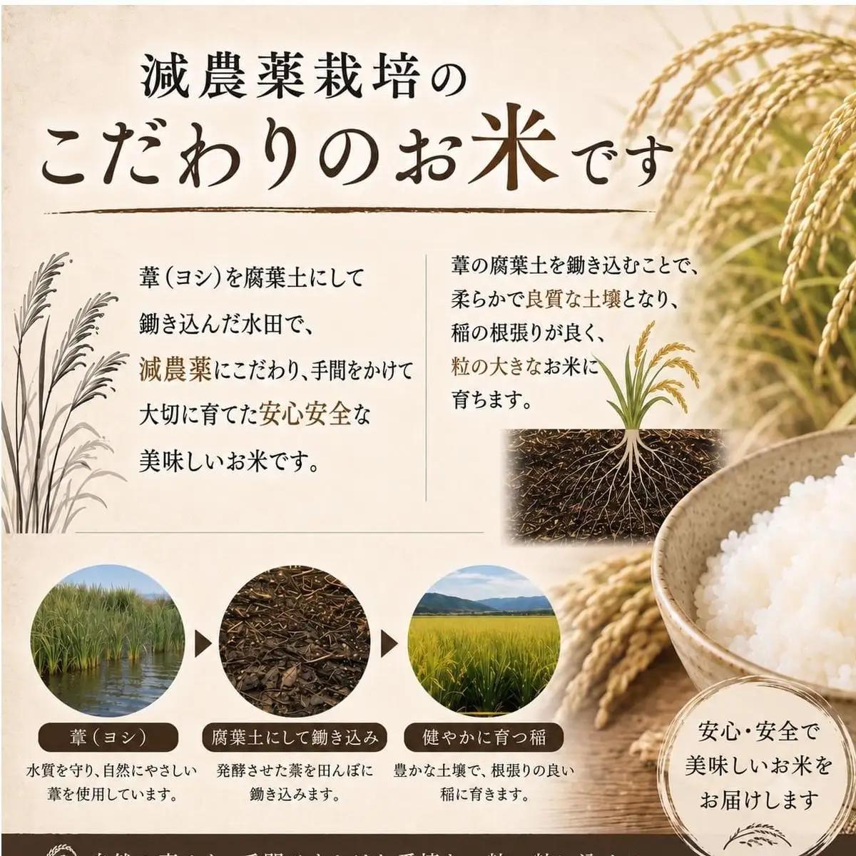 【11月配送】 ＜先行予約＞ 米 令和8年産 ひとめぼれ 精米 5kg 単品 新米 こめ コメ お米 ご飯 白米 ヒトメボレ 特別栽培米 減農薬栽培 ヨシ腐葉土米 ブランド米 国産 ごはん ライス お