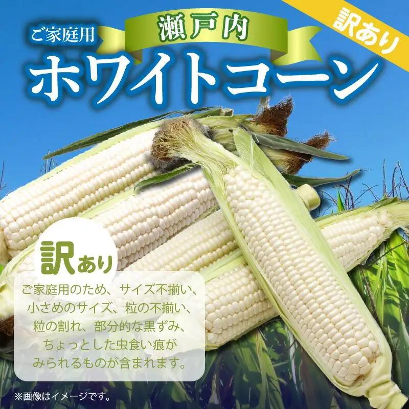 訳あり ご家庭用 瀬戸内ホワイトコーン 約6kg【2026-6月中旬～2026-7月中旬配送】| コーン