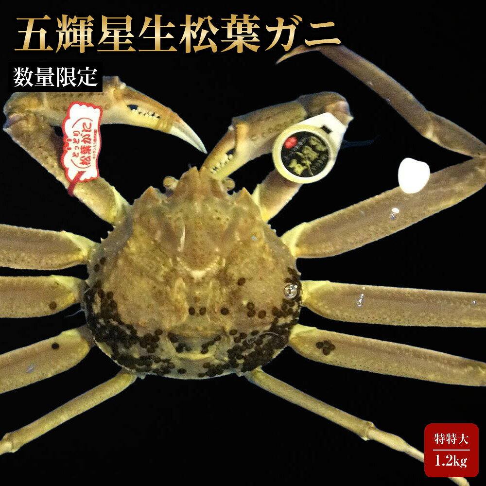 【ふるさと納税】【先行予約】【魚倉】五輝星生松葉ガニ(特々大1.2kg)数量限定品 | 国産 タグ付き ズワイガニ 松葉ガニ カニ 蟹 かに 生 カニ鍋 かに鍋 鍋 かにしゃぶ かにみそ 期間限定 送料無料 鳥取県 三朝町