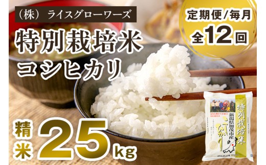 【令和7年産】【定期便12ヶ月毎月お届け】新潟県加茂市産 特別栽培米コシヒカリ 精米 25kg（5kg×5）《順次出荷》 従来品種コシヒカリ 新潟県産コシヒカリ 新潟産コシヒカリ 新潟コシヒカリ 新潟県産こしひかり 新潟産こしひかり 新潟こしひかり コシヒカリ こしひかり お米 白米 米 定期便 （株）ライスグローワーズ