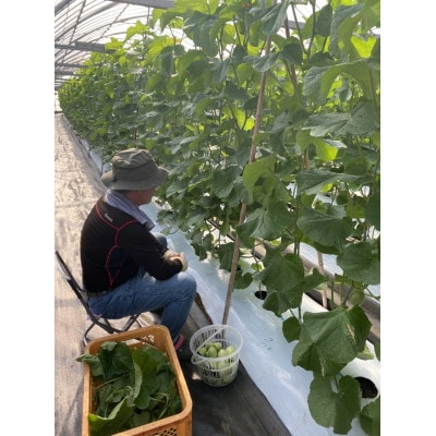 【2025年12月より順次発送】カツジファームのメロンLL2玉(専用箱入り)