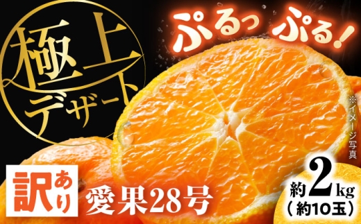 みかん 訳あり愛果28号 サイズ不揃い 約2kg 約10玉【12月上旬から12月下旬まで順次発送】 / フルーツ 果物 蜜柑 ミカン オレンジ 小玉 甘い 先行予約 2kg 愛媛 愛果28号 ゼリー食感 プルプル 薄皮 果汁 柑橘 濃厚 甘み 高糖度 訳あり 家庭用 お取り寄せ フルーツギフト 柑橘詰め合わせ 人気 おすすめ / 愛媛県砥部町/株式会社電子食品流通研究所 [BJBL001]