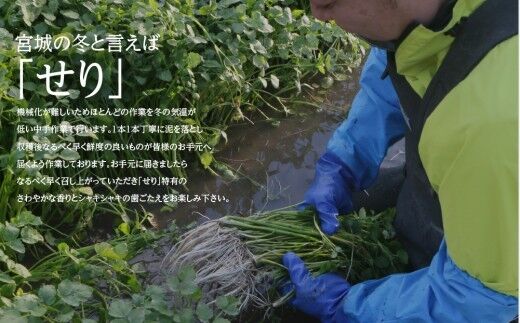 【期間限定】根付き仙台セリ鍋出汁セット（セリ鍋用出汁・スープ付）（1,000g）9～10人前 [せり鍋 仙台名物 冬 ごちそう 惣菜 セリ]