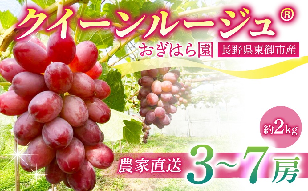 
            【先行受付2026年発送】農家直送！朝採れクイーンルージュ(R)3〜7房（約2kg）｜おぎはら園 ※2026年9月下旬～10月上旬順次発送
          