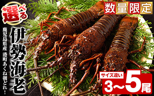 
                  ＜先行予約受付中！2026年9月上旬以降順次発送予定＞＜内容量が選べる！＞期間・数量限定！鹿児島県産 伊勢海老(3～5尾) 国産 鹿児島県産 海老 えび エビ 伊勢海老 味噌汁 刺身 海鮮 海の幸 海産物 小サイズ 【福美丸水産】
                
