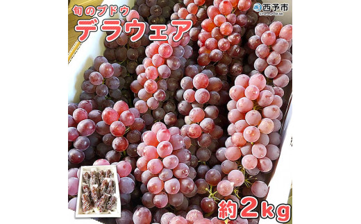 先行予約＜旬のブドウ 西予市産 デラウェア 約2kg＞ 果物 フルーツ ぶどう 葡萄 種無し たねなし 小粒 甘い おいしい 食べやすい 期間限定 季節限定 食べて応援 特産品 愛媛県 西予市【冷蔵】『2026年7月中旬から8月中旬迄に順次出荷予定』