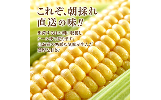 『★先行予約★8月初旬より順次発送』朝どり スイートコーン 25本 北海道産 とうもろこし ふるさと納税 北海道 恵庭市【31000102】