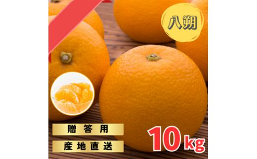 完熟木なりハッサクみかん 贈答用 秀品 10kg（M~3Lサイズ）【2025年3月下旬から4月下旬までに順次発送】/ みかん ハッサク 八朔 柑橘 果物 フルーツ 贈答