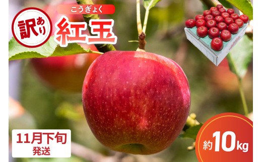 【2026年11月下旬発送】【訳あり】 りんご 10kg 紅玉 アップルパイ に最適 青森 不揃い