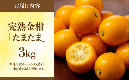 【先行予約】 完熟金柑たまたま 3㎏