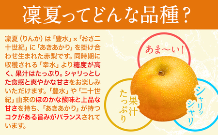 【先行予約】 梨 旬の梨 凜夏 和梨 約 3kg 秋 旬 熊本県 荒尾市産 髙口果樹園《8月中旬-9月上旬頃出荷》フルーツ 果物