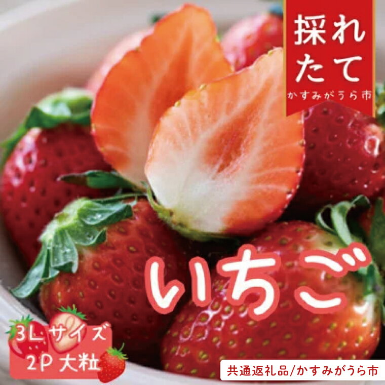 【ふるさと納税】【先行予約】「かすみがうら市共通返礼品」菅谷いちご園の完熟いちご 3Lサイズ 18粒(約420g)×2パック(101-03)