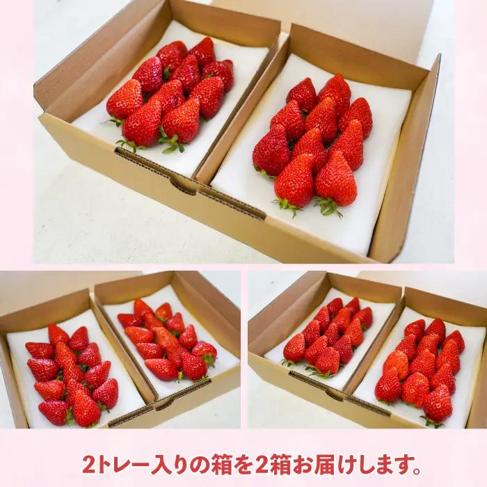 【2回定期便】長野県産いちご「とちおとめ」（1kg以上）｜BERRY PLANTS FACTORY 東御市産