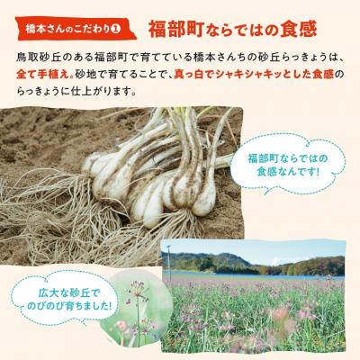 ふるさと納税 鳥取市 橋本さんちの根付き生らっきょう 3.6kg |  | 02