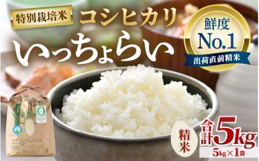 【先行予約】【令和7年産・新米】【一等米】特別栽培米 いっちょらい 精米 5kg ／福井県産 ブランド米 コシヒカリ ご飯 白米 新鮮  大賞 受賞 【2025年9月下旬より順次発送予定】 [aw012-a022]