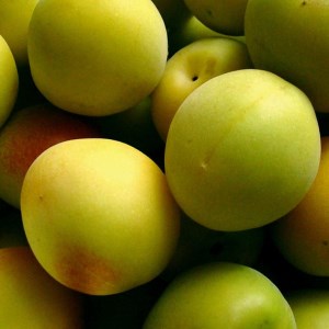 ＜6月発送＞厳選 紀州南高梅(青梅)2kg+60g（傷み補償分）◆【朝摘み・とれたて直送便】【梅干し・梅酒・梅ジュース】【和歌山産】※北海道・沖縄・離島への配送不可　※2025年6月上旬～6月下旬頃に順次発送予定