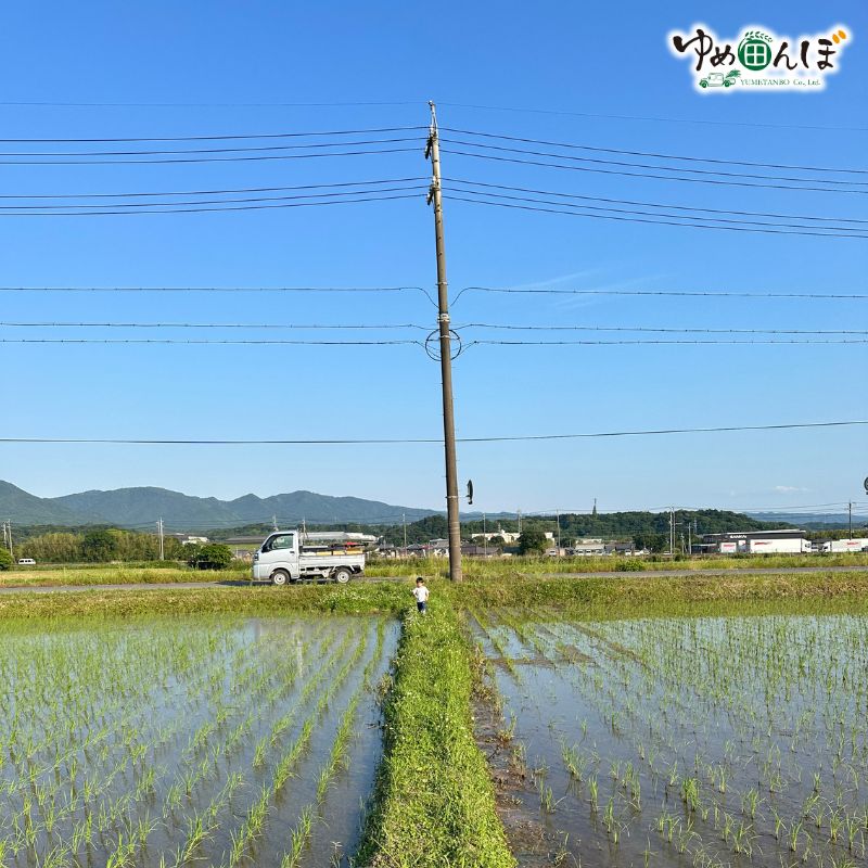 三重県産　伊賀お得米　30kg　玄米 / お米 ごはん ご飯 米 伊賀市 三重県 おいしい 美味しい おにぎり ライス 健康志向 食物繊維【ymtb0002】