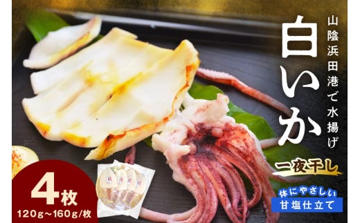 【山陰浜田港・水揚げ】 白いか一夜干し（4枚） 魚介類 魚貝類 干物 干もの 一夜干し 白いか 特産品 つまみ 加工品 【136_1973】