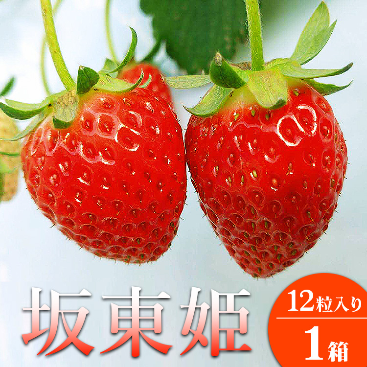 坂東姫 12粒入×1箱 ※2025年12月下旬～2026年2月上旬頃に順次発送予定 ※北海道・沖縄・離島への配送不可 ｜ いちご 苺 イチゴ 坂東姫 果物 フルーツ 旬 坂東太郎 あまい 甘い 人気 取り寄せ お取り寄せ ギフト 贈答 贈り物 プレゼント 直送 工場直送 茨城県 古河市 _CB18