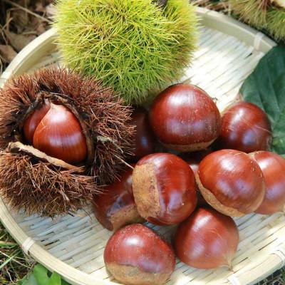 ふるさと納税 丹波篠山市 丹波篠山産熟成丹波栗 L以上混在 1kg |  | 02