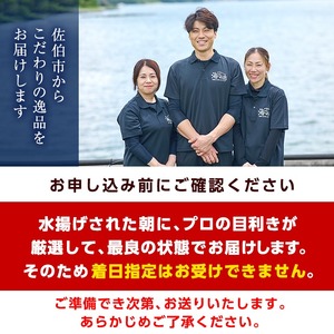 ＜数量限定・期間限定＞ 大分県産 伊勢海老 (計1kg・約2～5尾)【AS128】【海べ (株)】