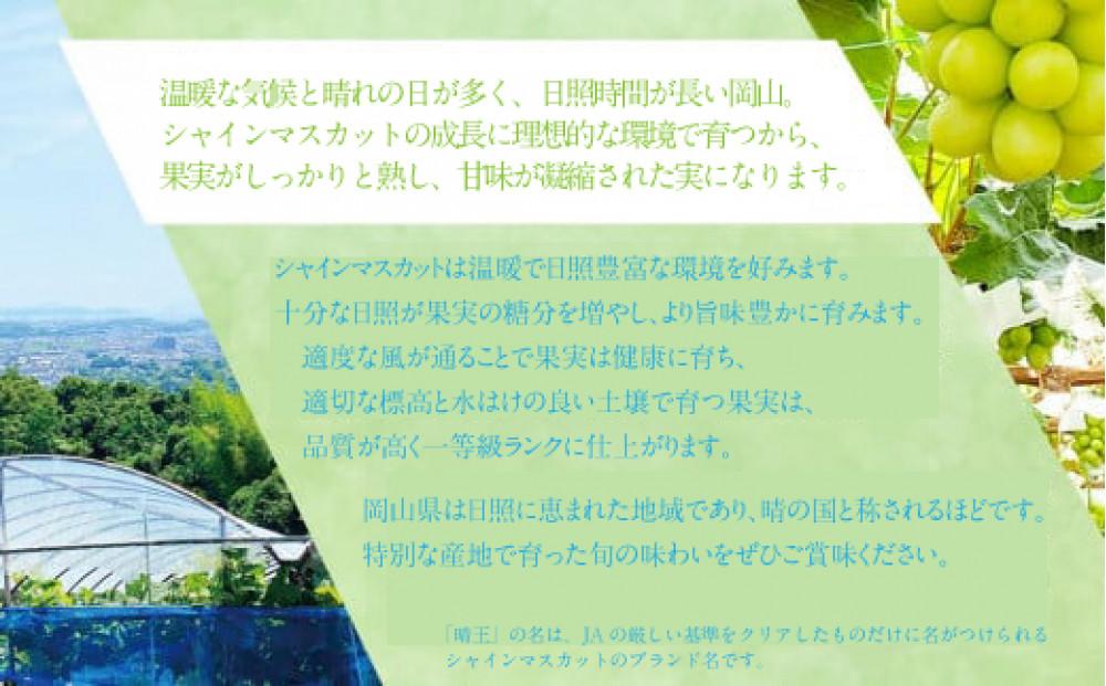 2026年　　受付中　シャインマスカット 晴王 １房 約600ｇ２回 定期便　9月・10月に1回ずつ発送　【岡山県産 種無し 皮ごと食べる みずみずしい 甘い フレッシュ 9月～10月発送 晴れの国 
