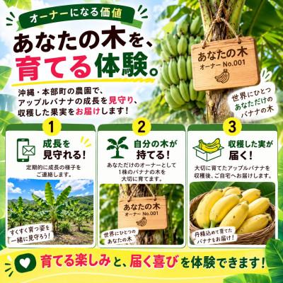 ふるさと納税 本部町 【収穫体験型】あなたの木から届く!沖縄本部町産のアップルバナナ オーナー制度1株 |  | 01