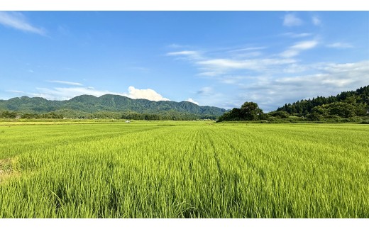 【 令和7年産 】 コシヒカリ ・ にじのきらめき 食べ比べ セット 合計10kg (各5kg) 米 ごはん もっちり 後味すっきり 甘い コメ お米 精米 銘柄米 [AX014sa]