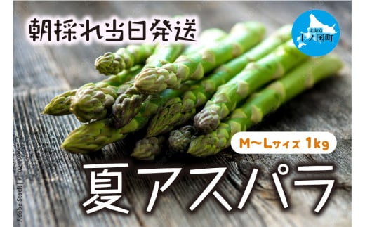 【2025年夏発送】北海道上ノ国町産 わかさ農園の夏アスパラ　M～L（1㎏）