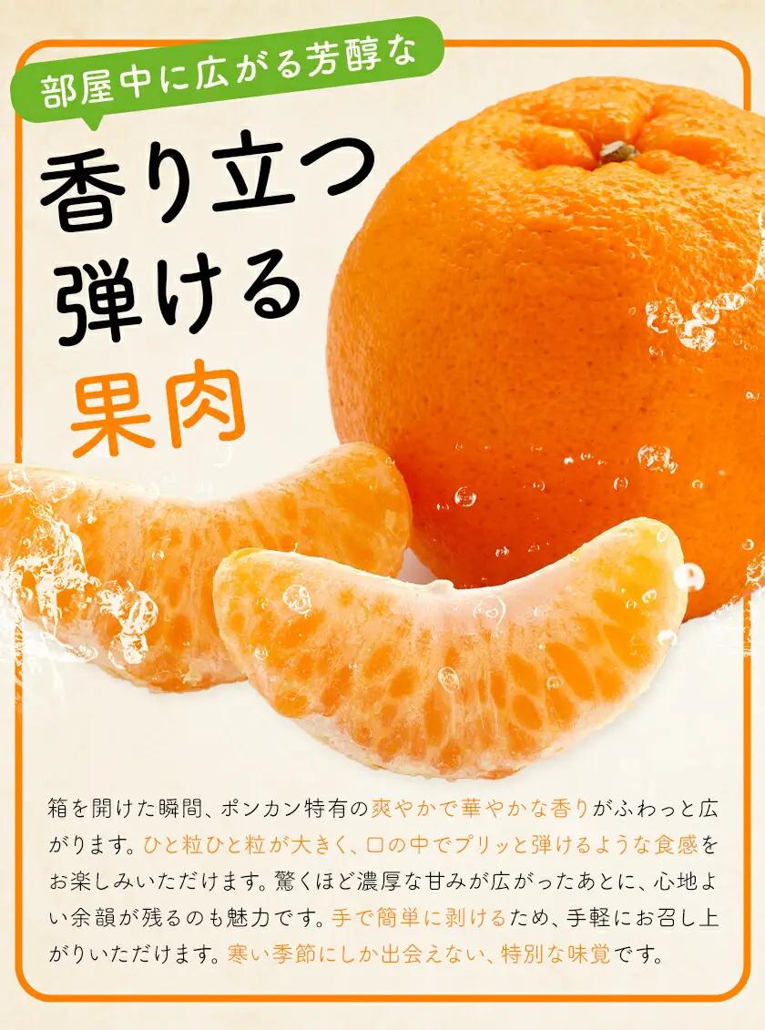 ポンカン5kg 高橋商店《12月上旬-2月中旬頃出荷》