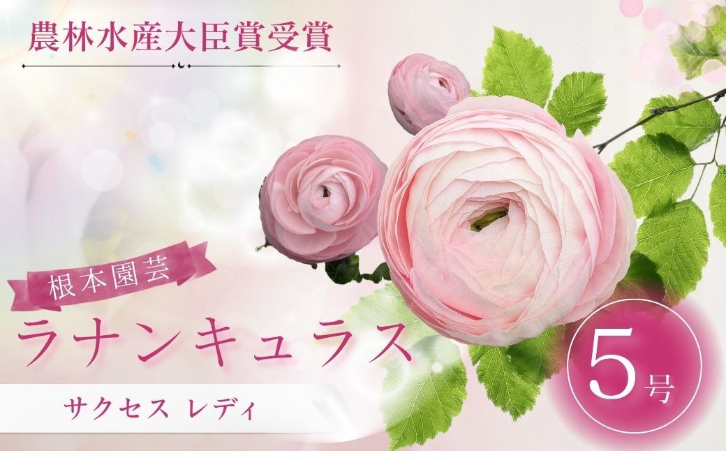 
                  【先行予約】ラナンキュラス サクセス レディ 5号鉢 | 花 お花 ラナンキュラス ピンク 桃色 5号 花ギフト フラワーギフト 鉢植え ギフト プレゼント 根本園芸  ラナンキュラス らなんきゅらす aj017-ae
                