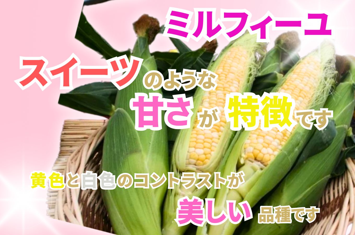 【2025年6月上旬から発送】とうもろこし「ミルフィーユ」 12本入り 1本400g以上 5kg箱 株式会社アグリ甲斐（山梨県市川三郷町産） [5839-2213]