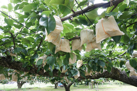 南信州産 二十世紀 梨 秀品 約5kg 8～16玉 | 二十世紀 二十世紀梨 梨 ナシ なし フルーツ 果物 ジューシー 信州 南信州 送料無料 ふるさと納税 長野県 飯田市