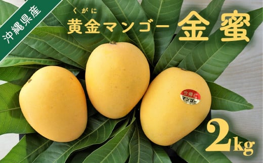 黄金(くがに)マンゴー「金蜜」(2kg) 【2025年７月中旬～８月中旬頃配送】 生産者直送