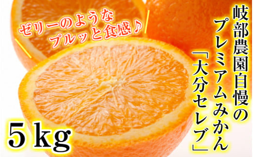 【先行予約】令和6年12月発送開始/貴重なプレミアムみかん「大分セレブ」約5kg_1695R