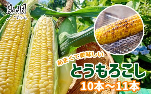 
《早期予約》甘い！朝採り とうもろこし 10本～11本【助六園】/ トウモロコシ 2024 先行予約 美味しい
