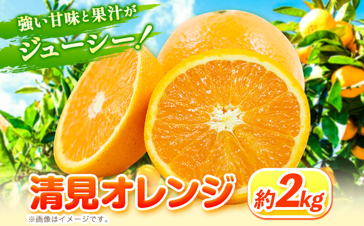 
清見オレンジ 2kg ときわオンライン《1月中旬-3月下旬頃出荷》 和歌山県 紀の川市 フルーツ 果物 清見 オレンジ 柑橘 送料無料
