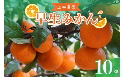 【2025年11月中旬～発送】上神農園の早生みかん 約10kg ku011-019-25
