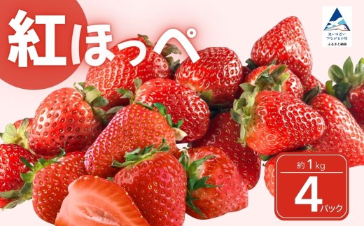 こまつイチゴ 紅ほっぺ 【 4パック（約1kg）】苺 べにほっぺ 父の日 母の日 ギフト | 石川県 小松市 JAあぐり