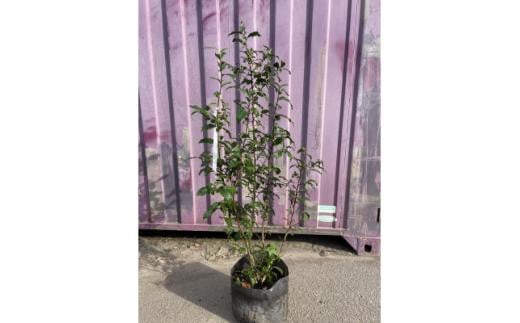 
            お家で茶摘み!お茶の木(ヤブキタ)
          