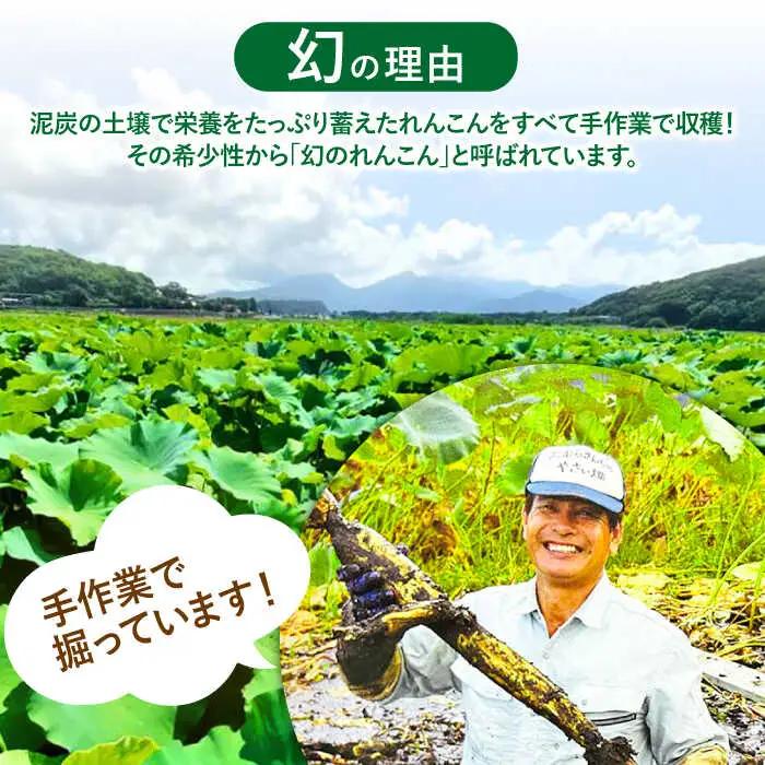 幻の唐比れんこん 2kg AHCA002 れんこん