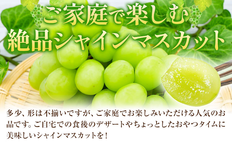 【2025年先行予約】ご家庭用 岡山県産 シャインマスカット 約1.2kg ( 2〜3房 ) クール便 晴れの国 おかやま館 (つむぐ株式会社) 《2025年9月上旬-11月中旬頃出荷》岡山県 浅口市
