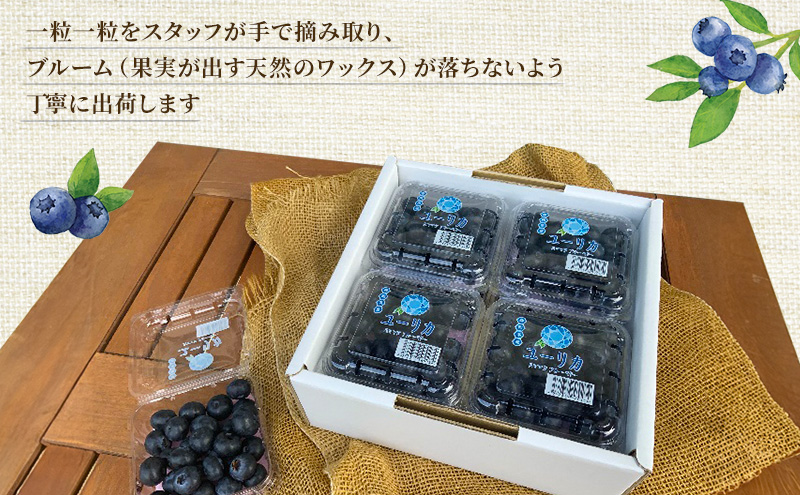 【2026年5月下旬より順次発送】太陽いっぱい大地のジュエリー【浜松産ブルーベリー】400g【配送不可：離島】 果物 フルーツ 小分けパック デザート お菓子作り 静岡県産 浜松市産 産地直送