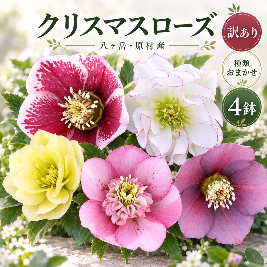 【ふるさと納税】 【訳あり・種類おまかせ】八ヶ岳・原村産 クリスマスローズ 4鉢セット | クリスマスローズ 花苗 鉢植え 鉢花 信州 八ヶ岳 長野県 諏訪郡 原村