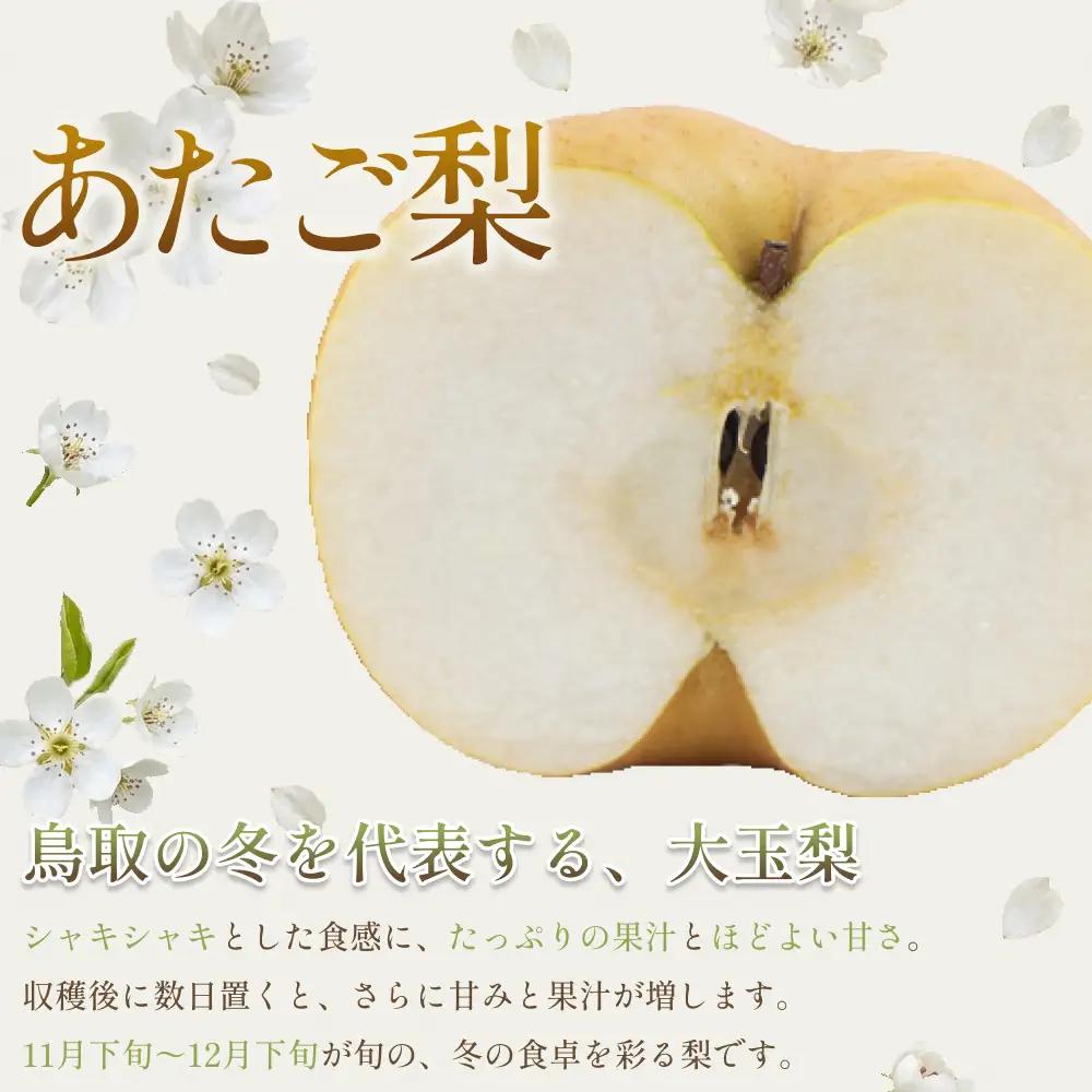 【先行予約】中野農園 梨 ”あたご梨” 5kg箱｜鳥取 岩美 梨 なし ナシ※お届けは2026年11月以降【41014】
