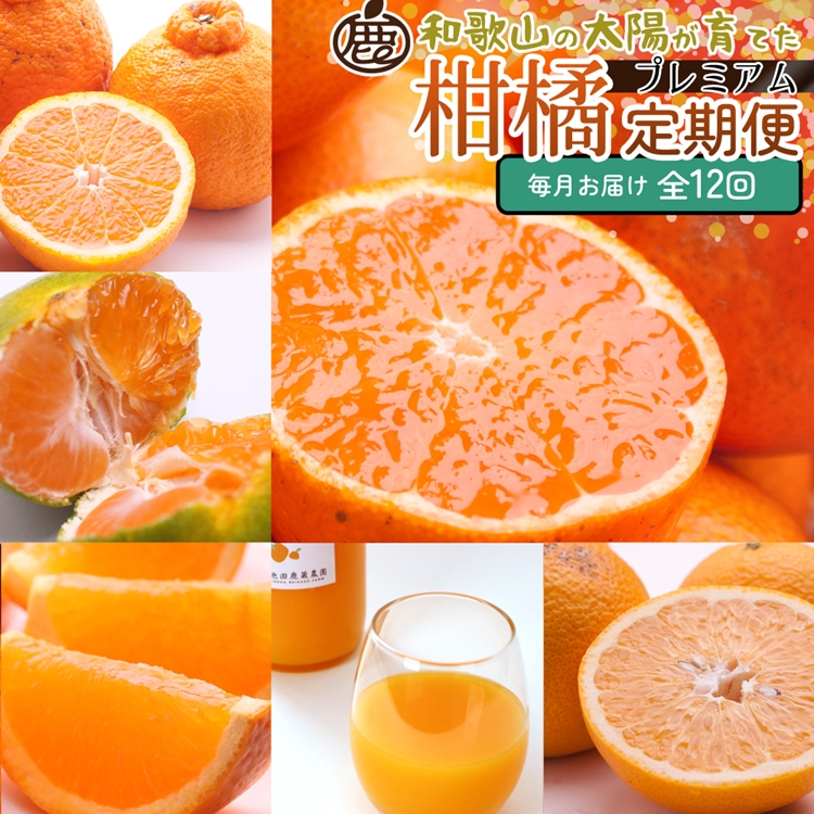 【定期便】厳選 柑橘定期便 S 12回（毎月）※北海道・沖縄・離島への配送不可※毎月発送